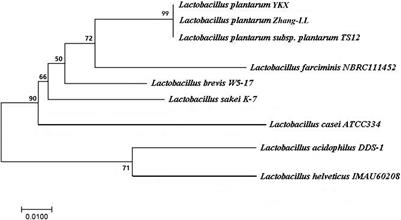 Purification and Characterization of Plantaricin YKX and Assessment of Its Inhibitory Activity Against Alicyclobacillus spp.